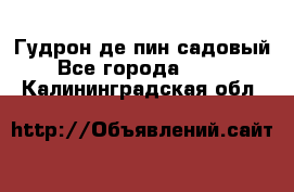 Гудрон де пин садовый - Все города  »    . Калининградская обл.